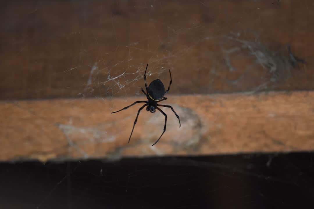 Resources 1 black widow exterminator near me