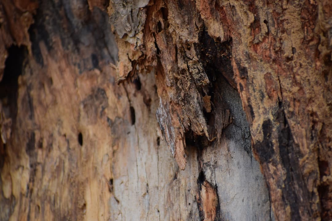 Resources 2 how to get rid of carpenter ants in a tree